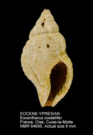 EOCENE-YPRESIAN Eocantharus costellifer.jpg - EOCENE-YPRESIANEocantharus costellifer(Deshayes,1834)